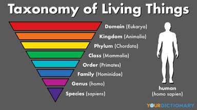 taxonomy of living things human