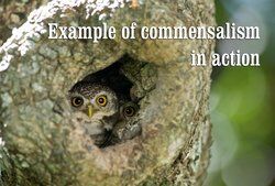 Commensalism Examples