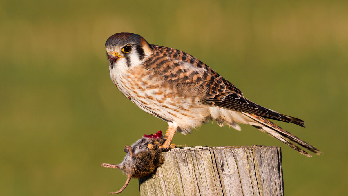 sparrow hawk captured a mouse