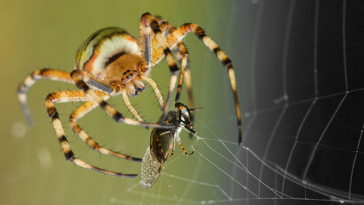 spider capturing prey in web