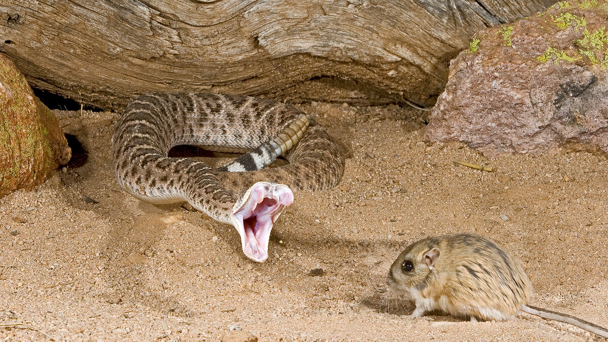 rattlesnake capturing a kangaroo rat