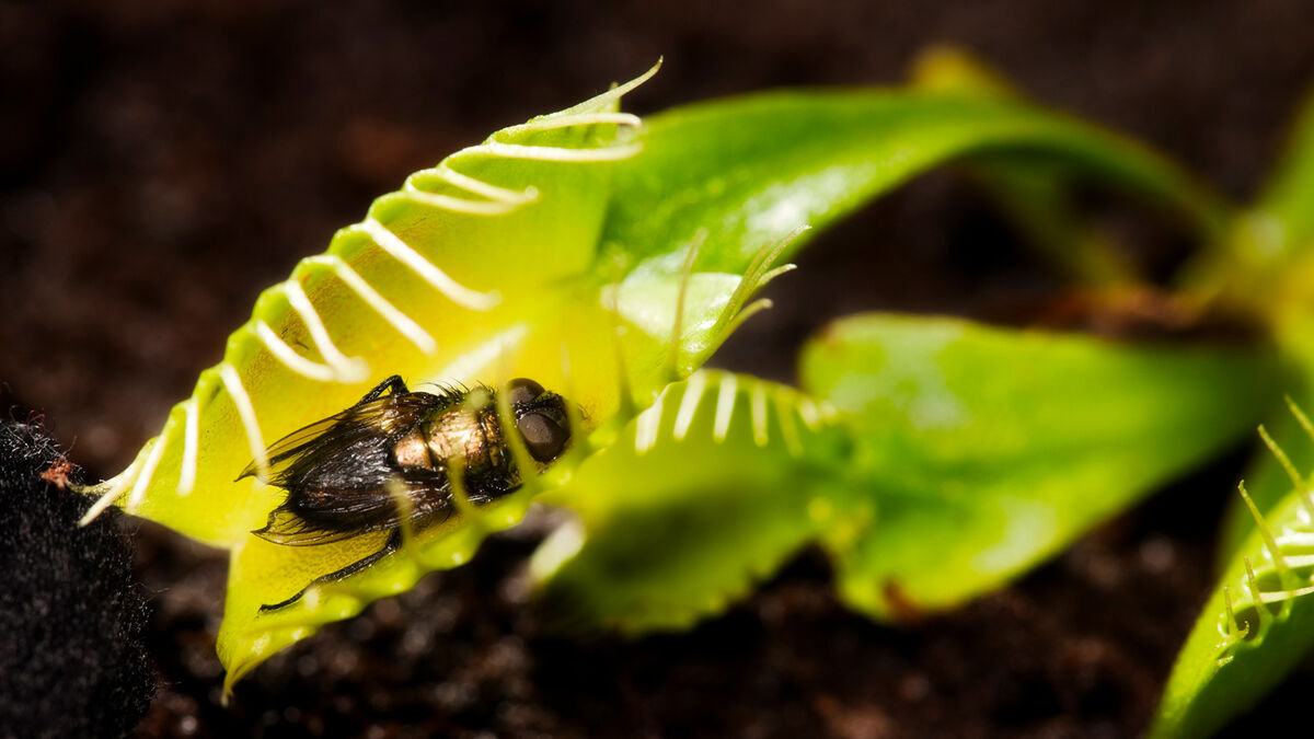 insect in venus fly trap