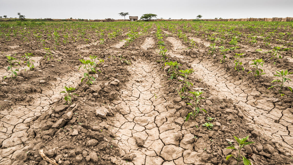 example of a field in drought