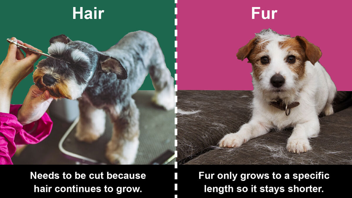 difference between hair and fur on a dog