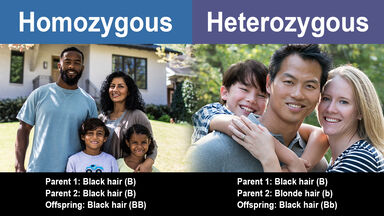 difference between homozygous and heterozygous