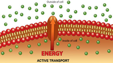 Three examples of active transport