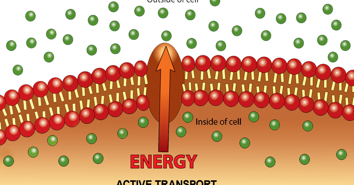 Active Transport Simple Definition Biology