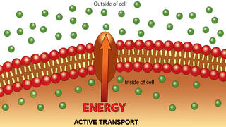 Examples of Active Transport in Plants and Animals | YourDictionary