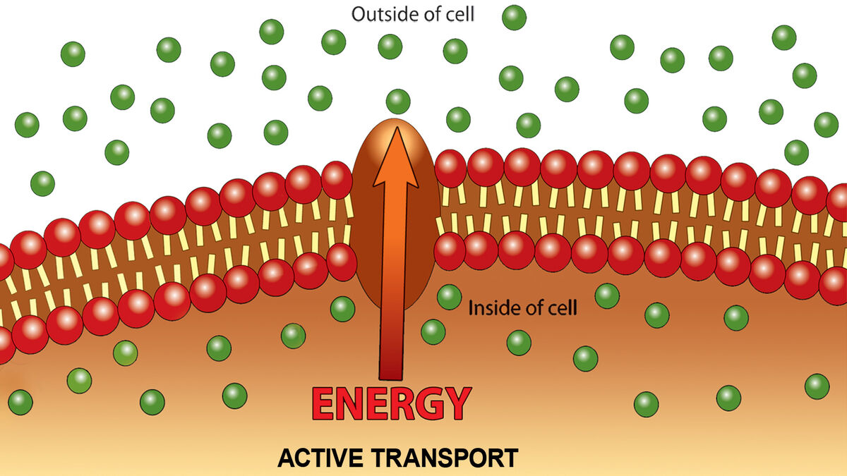 Active Transport Definition Biology Easy