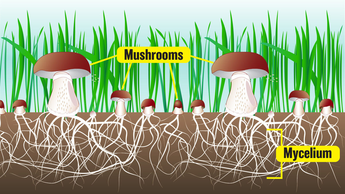 Mushrooms as decomposers