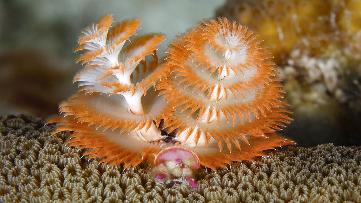 Christmas Tree Worm decomposer in ocean