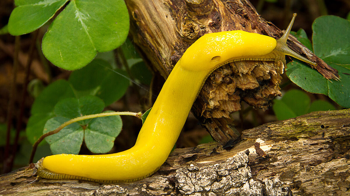 Banana Slug decomposer in forest