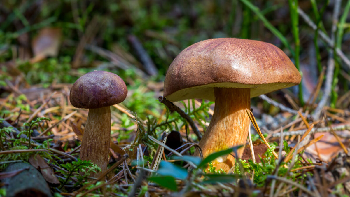 Bolete mushroom in forest