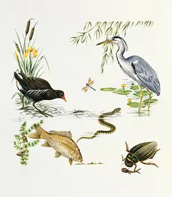Examples of Food Chains