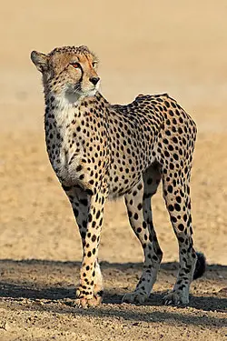 Cheetah in the wild as examples of geographic isolation