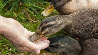 example of habituation ducks eating out of hand