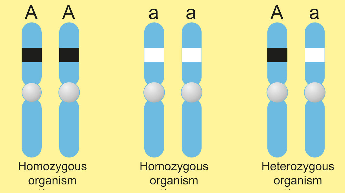 How To Write Homozygous And Heterozygous Traits