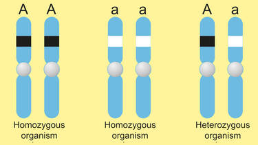 Examples of Homozygous Genes | YourDictionary