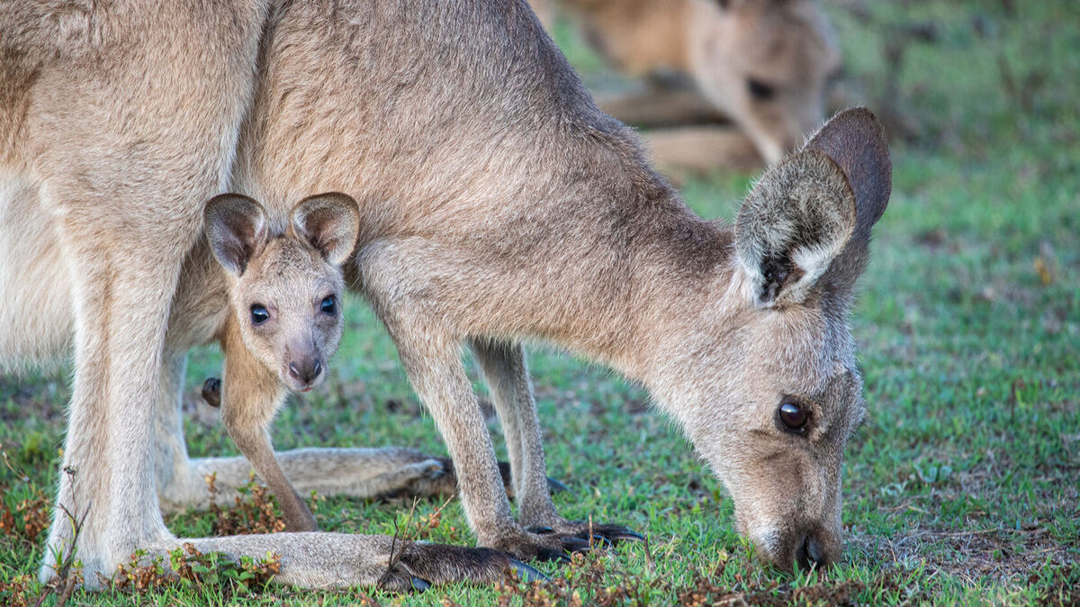 marsupial animal kangaroo with joey