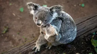 marsupial animal koala with joey
