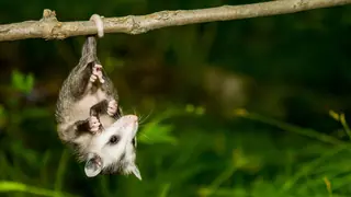 marsupial animal opossum hanging by tail