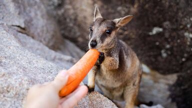 marsupial animal wallaby eating carrot