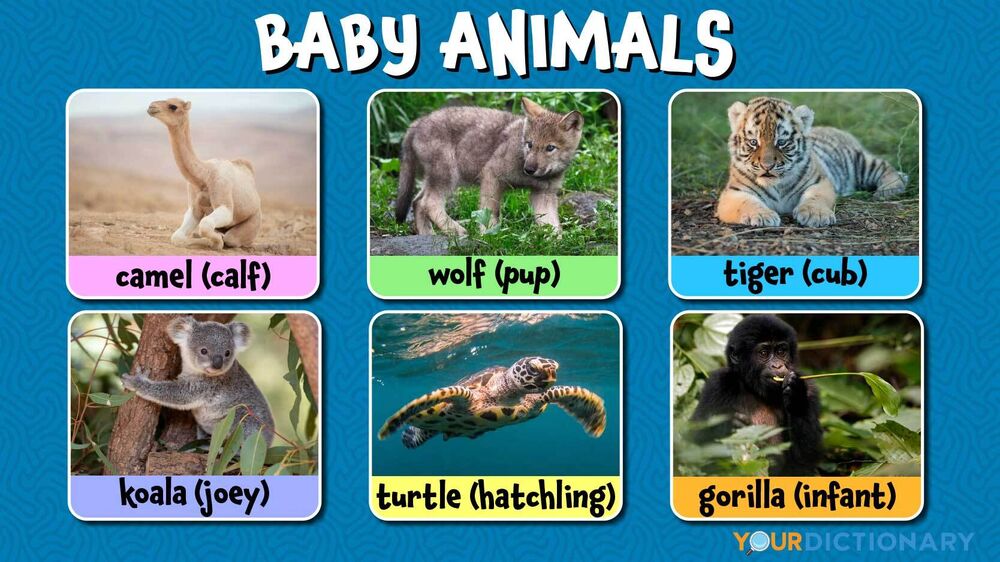 Baby Animal Names A Complete List of Common Terms YourDictionary