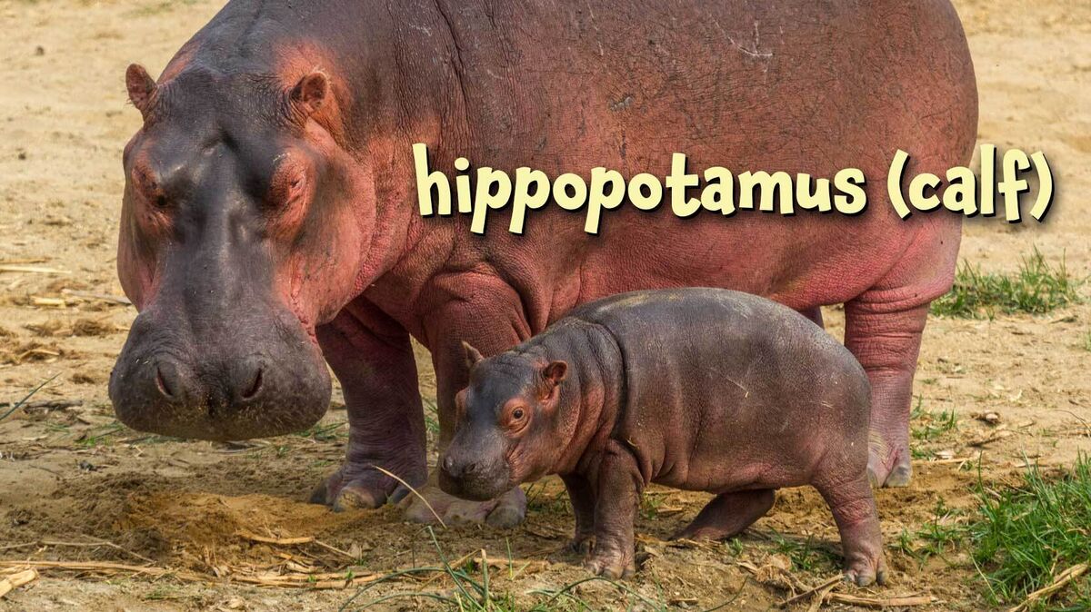 hippopotamus calf