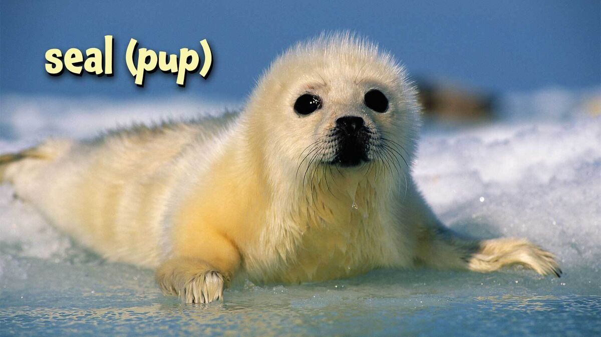 harp seal pup