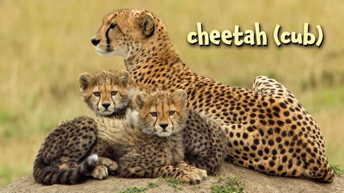 cheetah cub