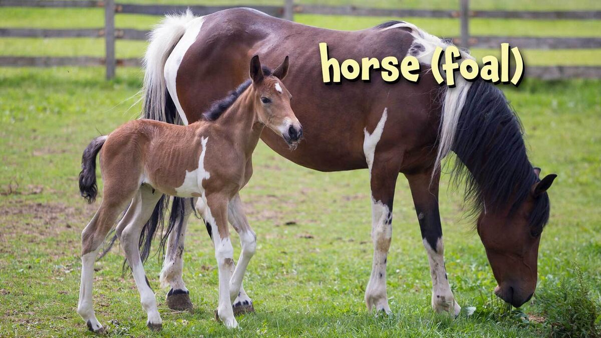 horse foal