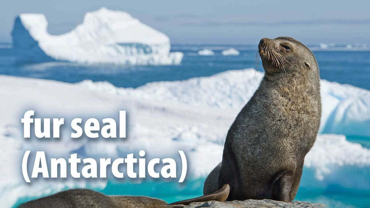 fur seal mammal Antarctica
