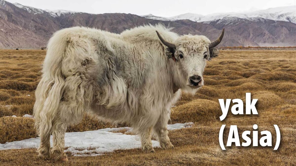 yak mammal Asia