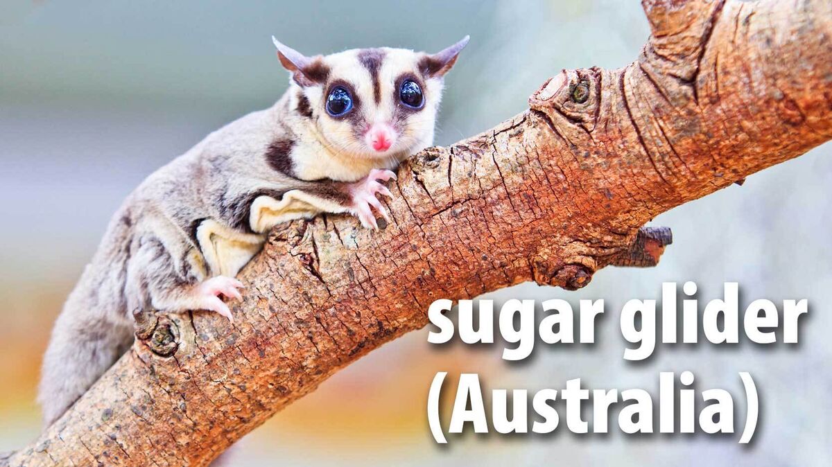 sugar glider mammal Australia