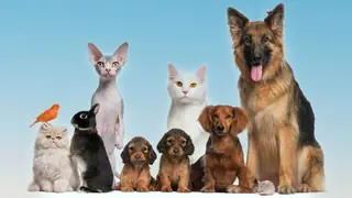 animal names for group of pets