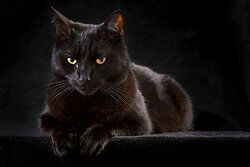 A black cat as examples of ignorance