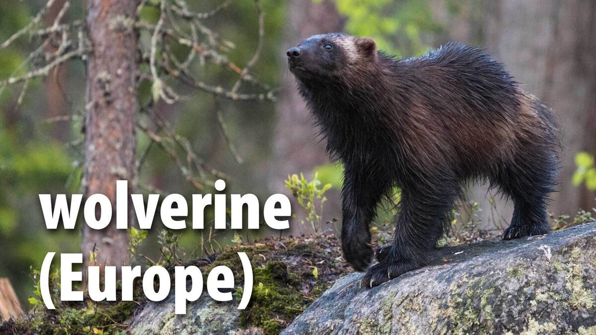 wolverine mammal Europe