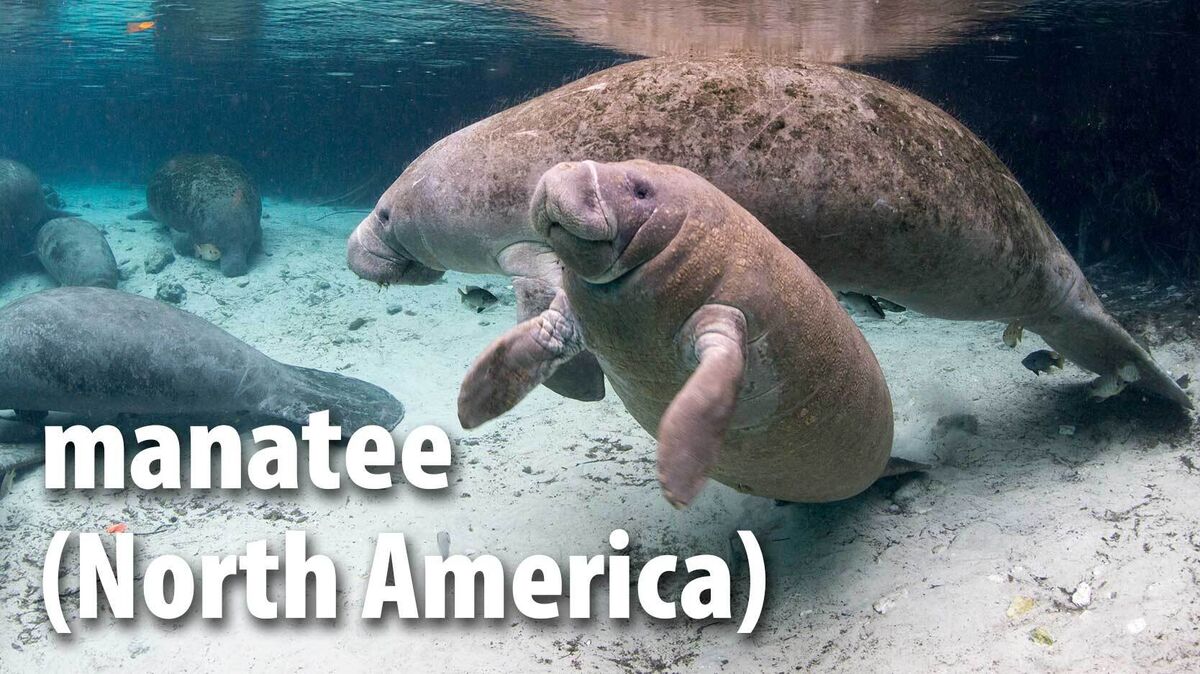 manatee mammal North America