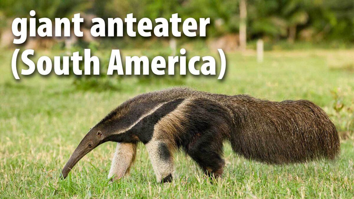 giant anteater mammal South America