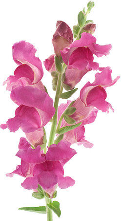 Pink snapdragon plant as incomplete dominance example
