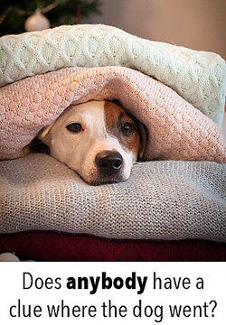 Dog hiding under blankets as examples of indefinite pronouns Dog hiding under blankets as examples of indefinite pronouns