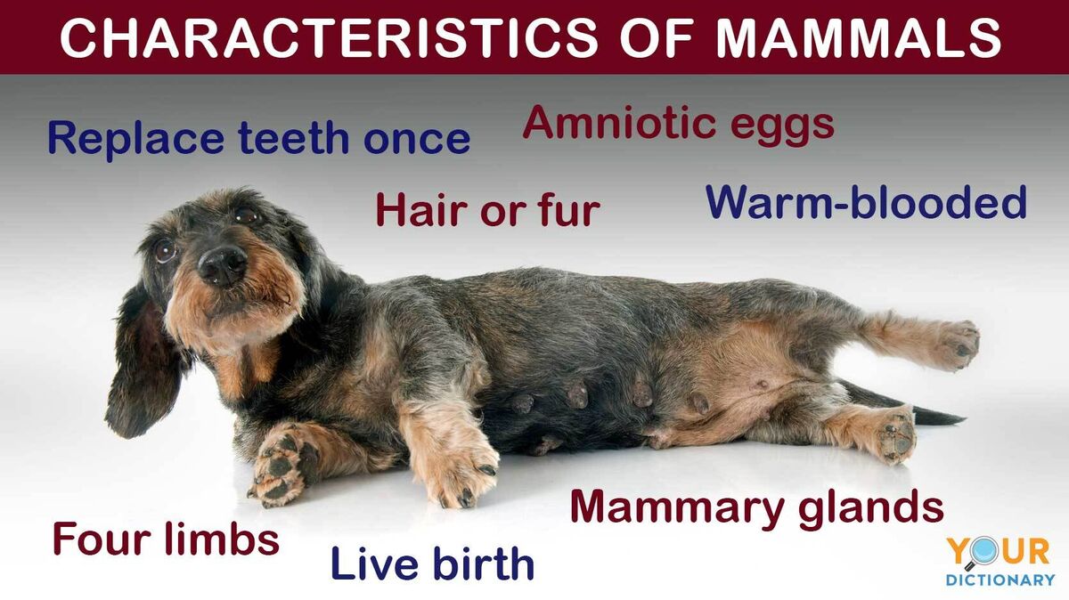 characteristics of mammals