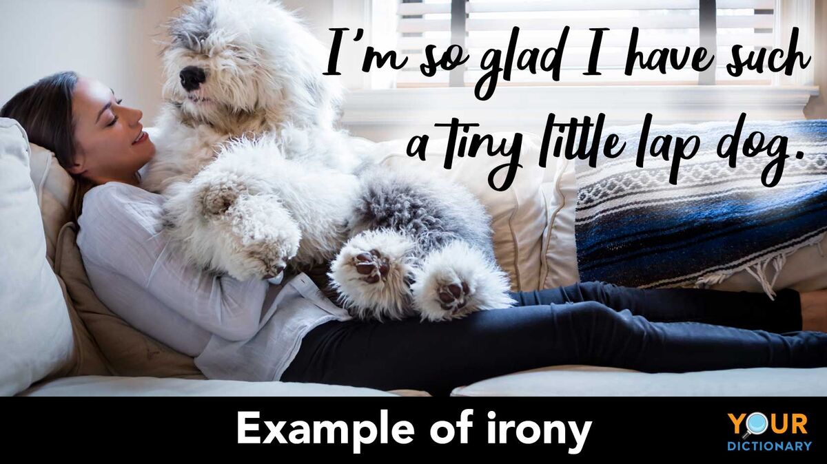 irony example lap dog