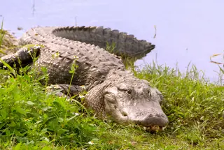 Alligator crawling out of water as keystone species example