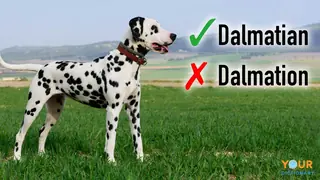 correct and incorrect spelling of Dalmatian