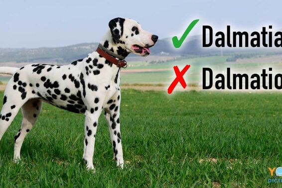 correct and incorrect spelling of Dalmatian