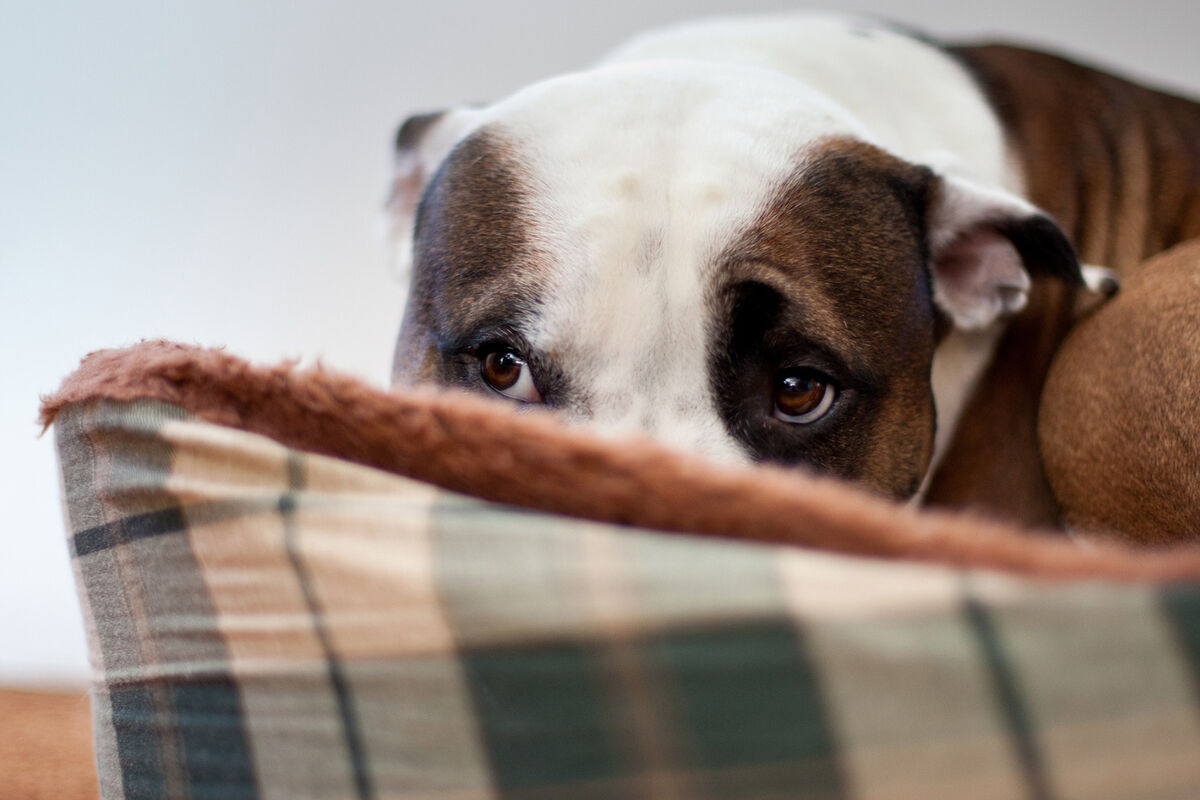 A scared-looking pit bull dog looking out