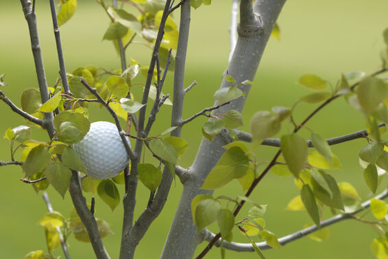 Golf ball stuck in tree