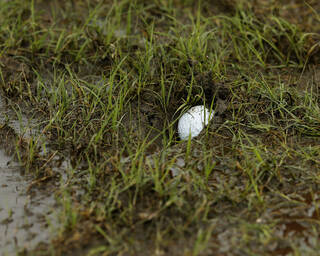 Golf ball embedded in grass