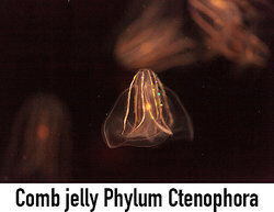 Comb jelly Phylum Ctenophora as examples of luminescence
